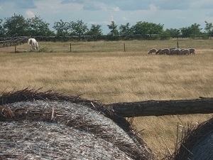 Állatok